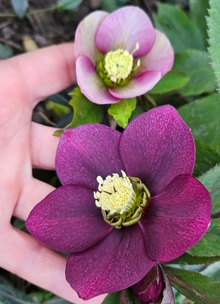  - Spanz 2017 2023 2024