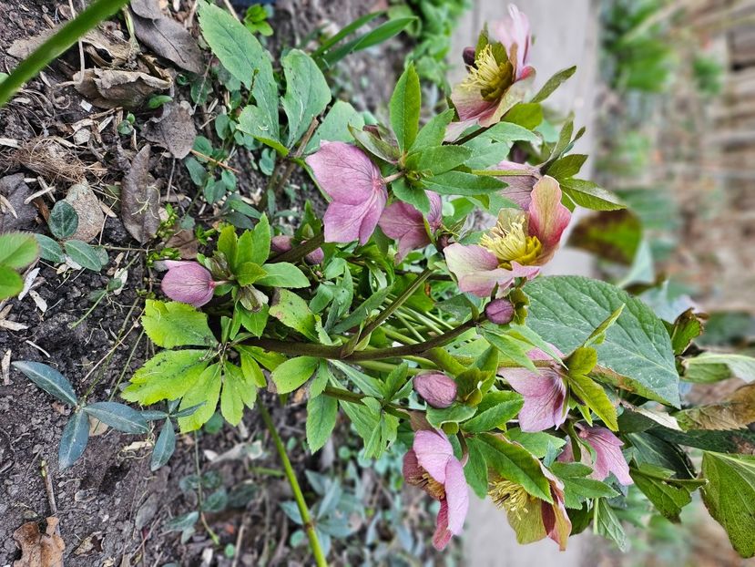  - Spanz 2017 2023 2024