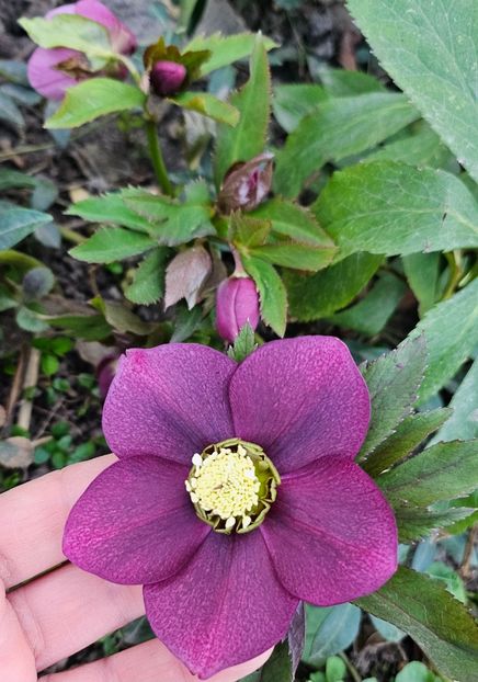  - Spanz 2017 2023 2024