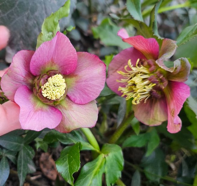  - Spanz 2017 2023 2024