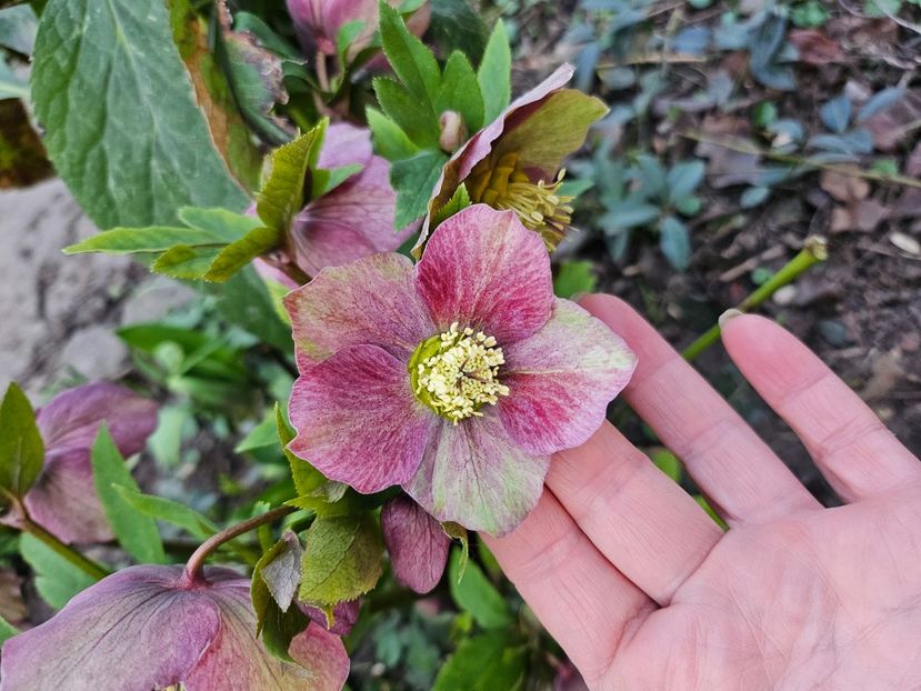  - Spanz 2017 2023 2024