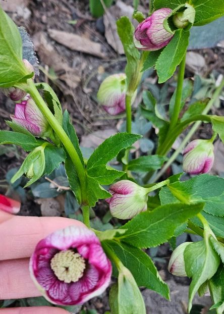  - Spanz 2017 2023 2024