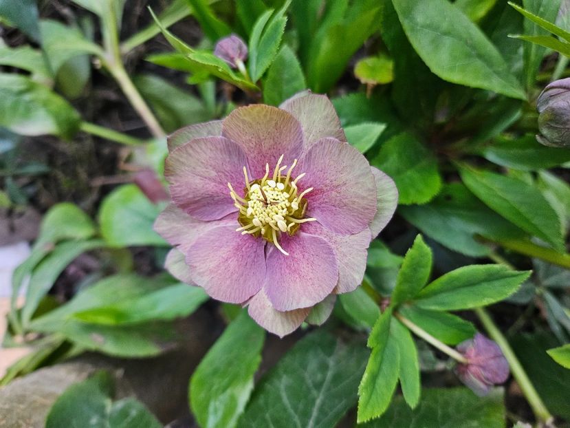  - Spanz 2017 2023 2024