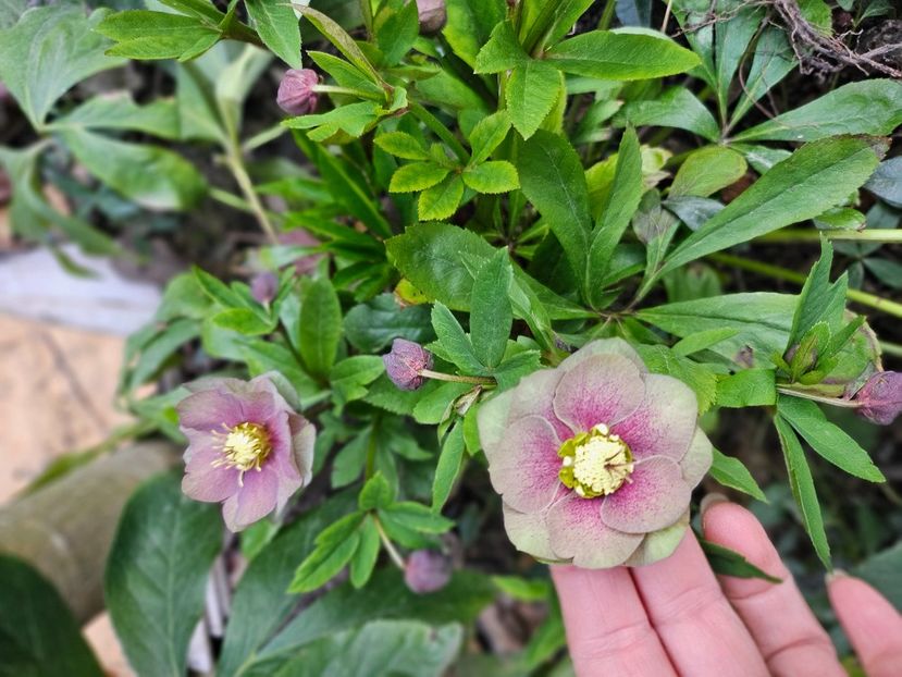  - Spanz 2017 2023 2024