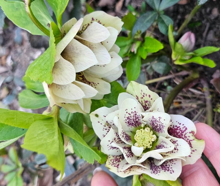  - Spanz 2017 2023 2024