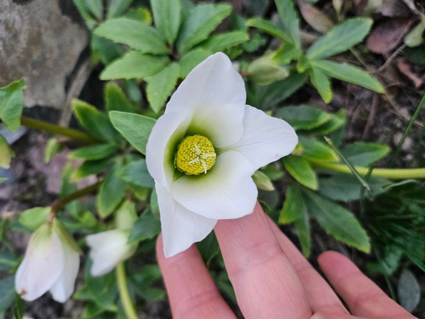  - Spanz 2017 2023 2024