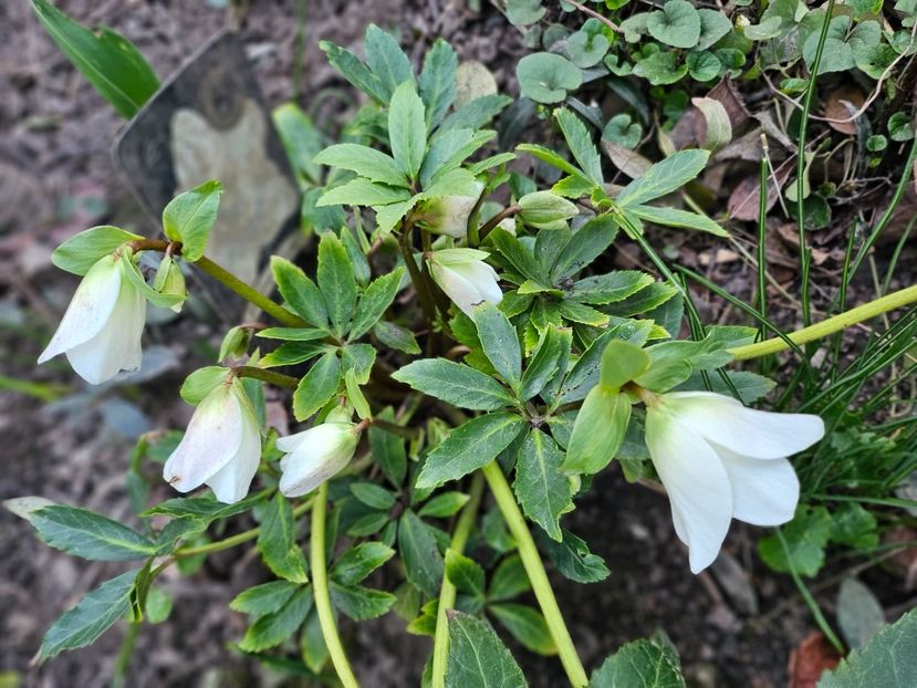  - Spanz 2017 2023 2024