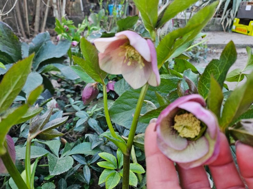  - Spanz 2017 2023 2024