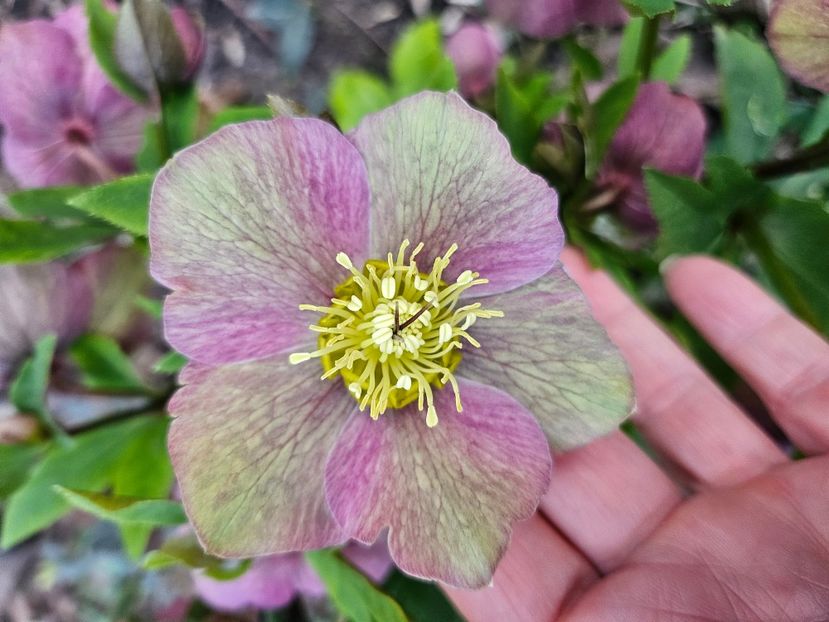  - Spanz 2017 2023 2024