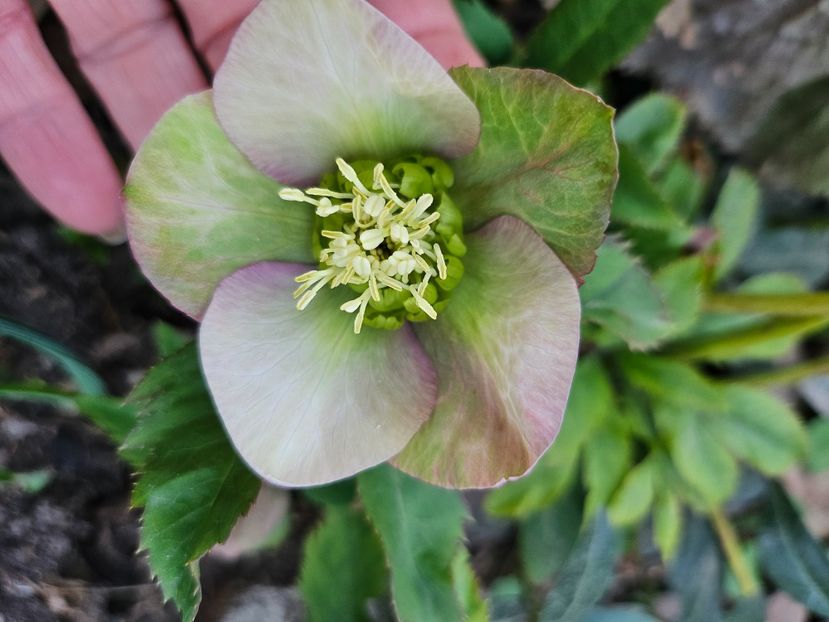  - Spanz 2017 2023 2024