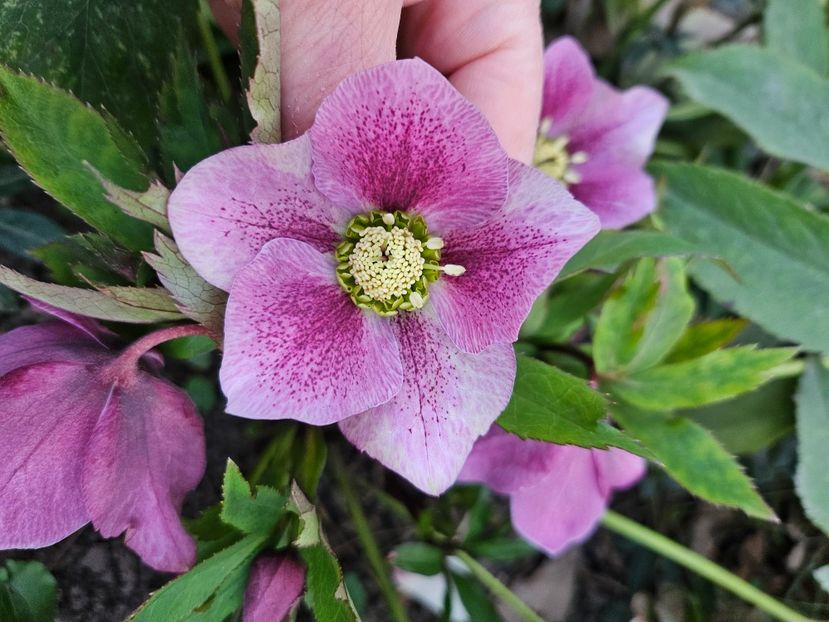  - Spanz 2017 2023 2024