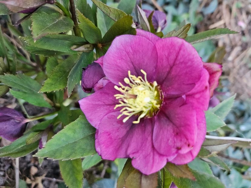  - Spanz 2017 2023 2024