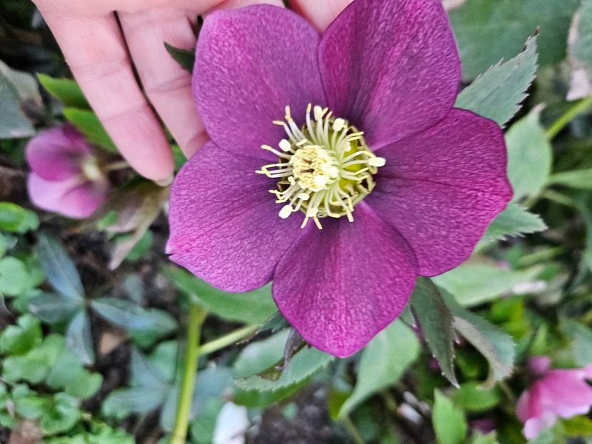  - Spanz 2017 2023 2024