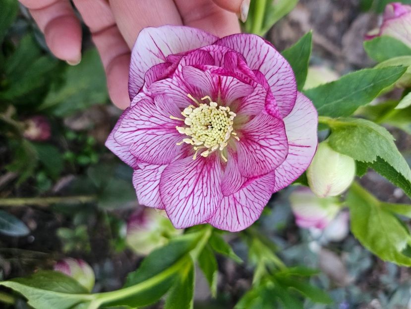  - Spanz 2017 2023 2024