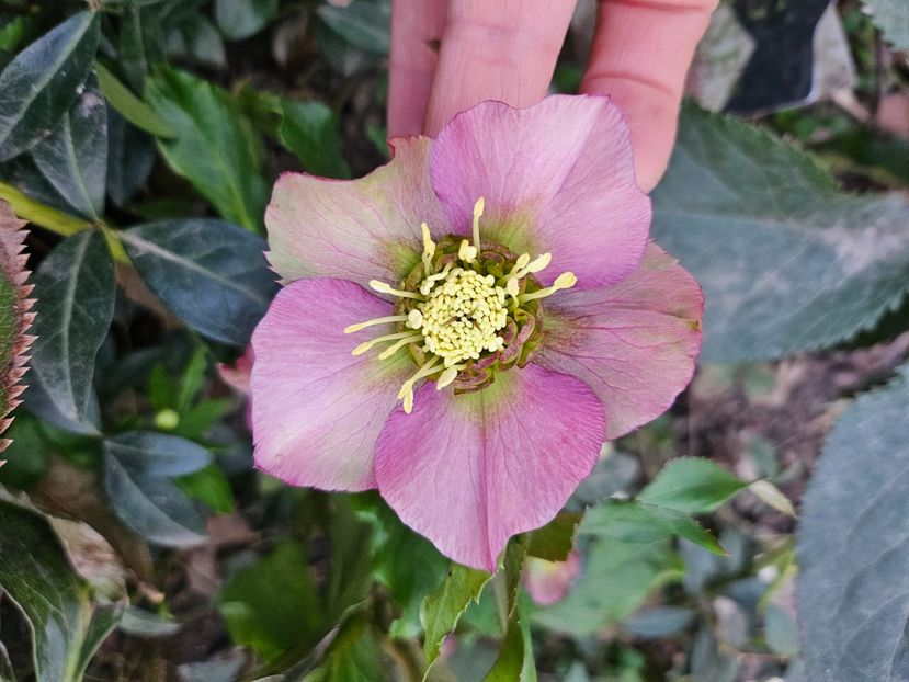  - Spanz 2017 2023 2024