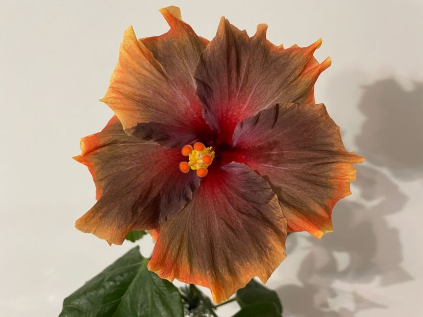  - 001 - Hibiscusi 2024 - 1