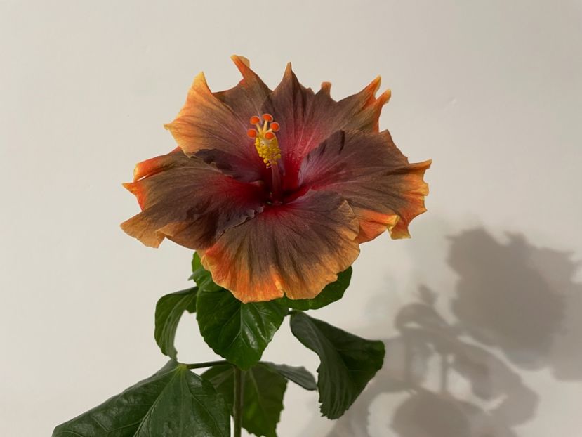  - 001 - Hibiscusi 2024 - 1