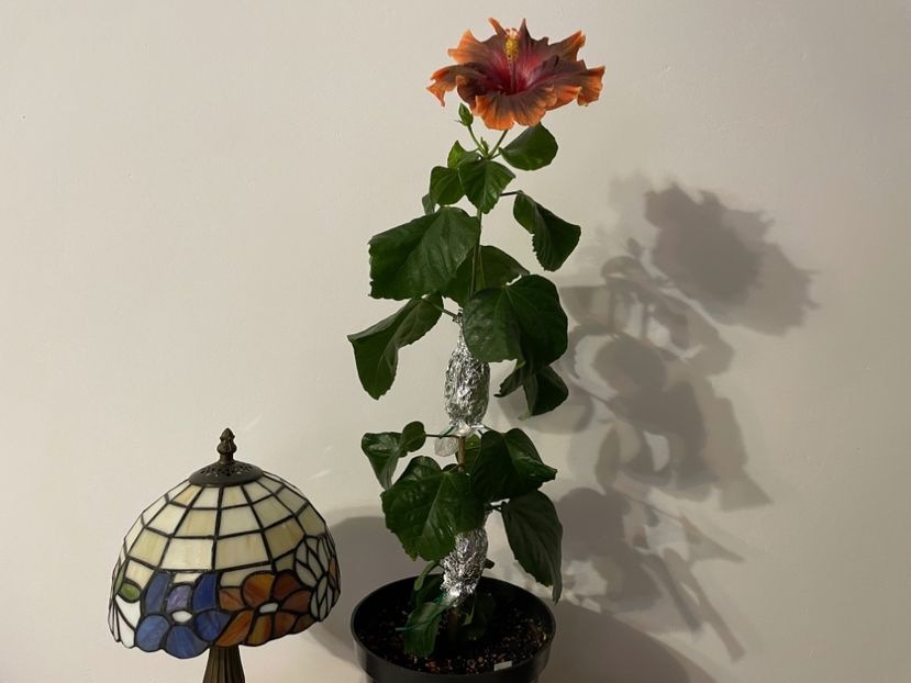  - 001 - Hibiscusi 2024 - 1