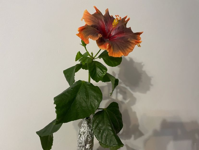  - 001 - Hibiscusi 2024 - 1