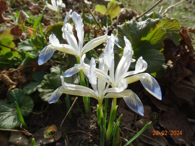 Frozen Planet - Irisi 2024