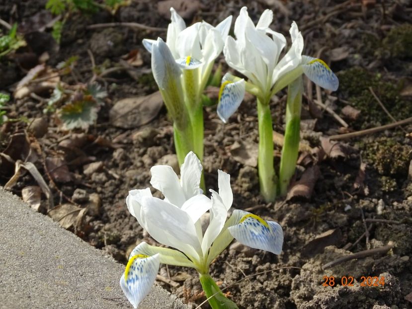 Polar Ice - Irisi 2024