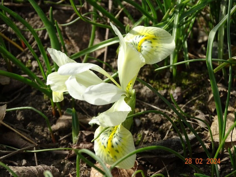 Katharine Gold - Irisi 2024