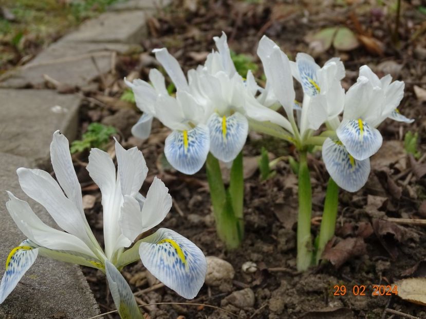 Polar Ice - Irisi 2024