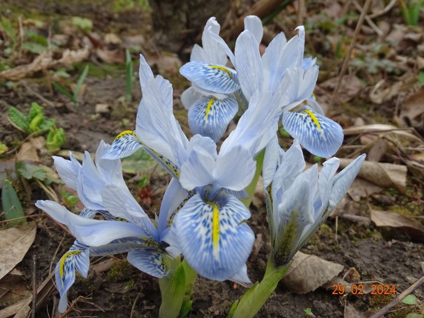 Sheila Ann Germany - Irisi 2024