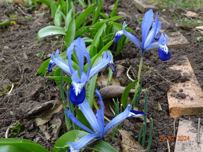 Clairette - Irisi 2024