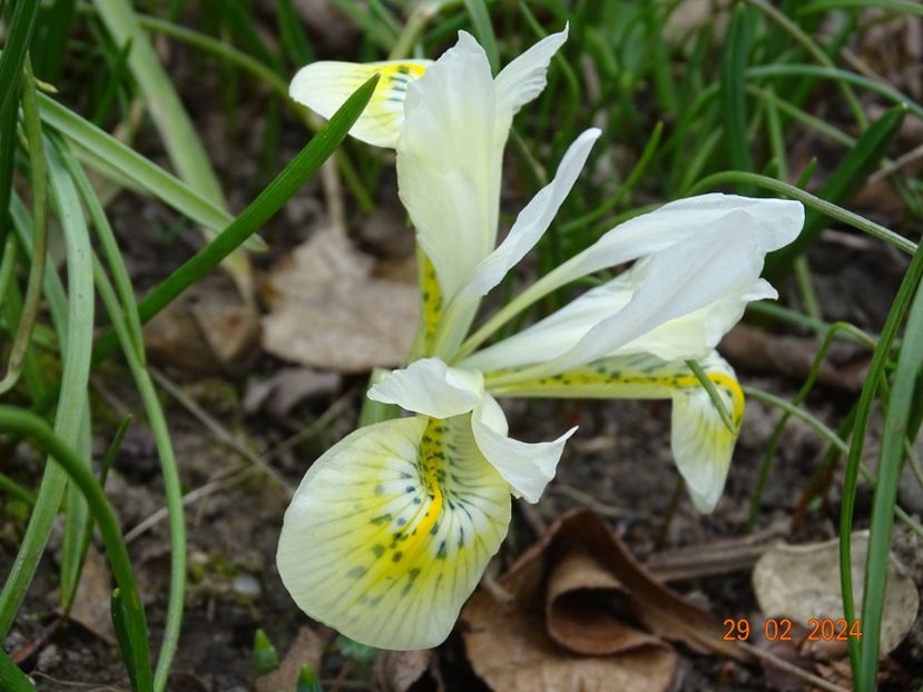 Katharine Gold - Irisi 2024