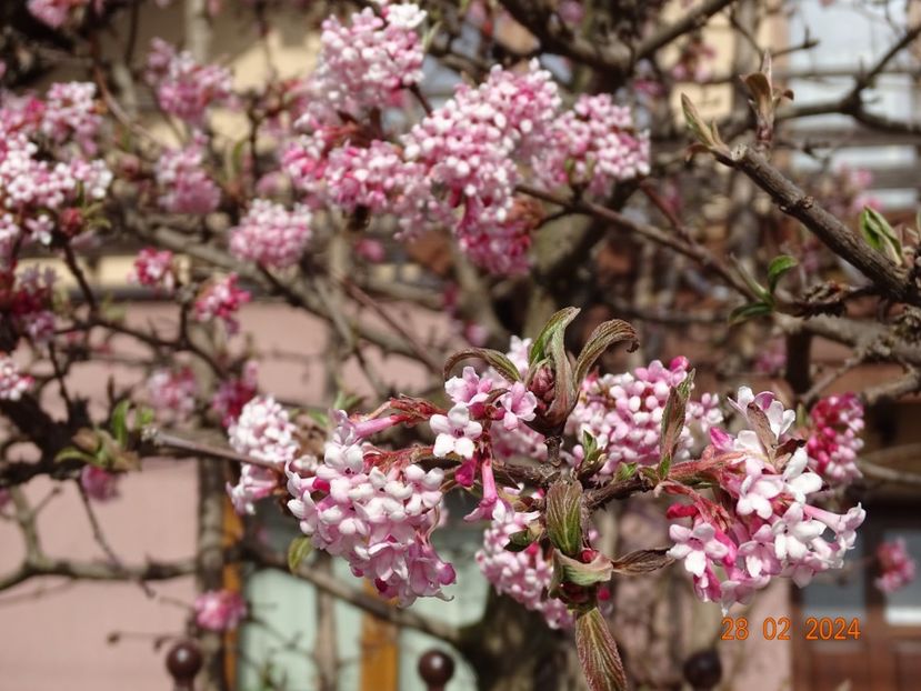  - Copacei si arbusti 2024