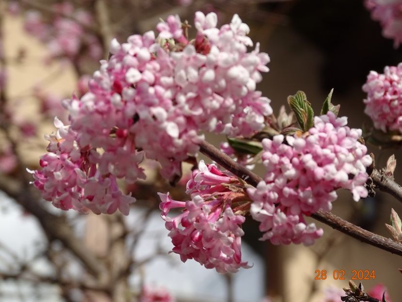  - Copacei si arbusti 2024