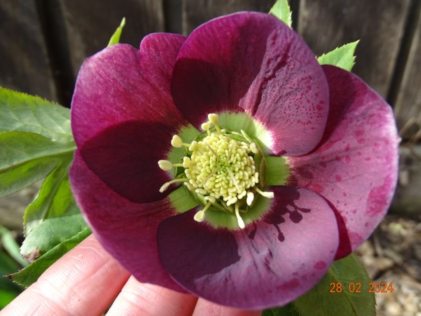 in loc de Anemone Yellow - Helleborus 2024