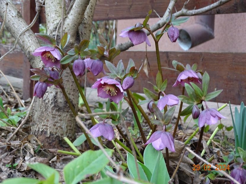 seedling - Helleborus 2024