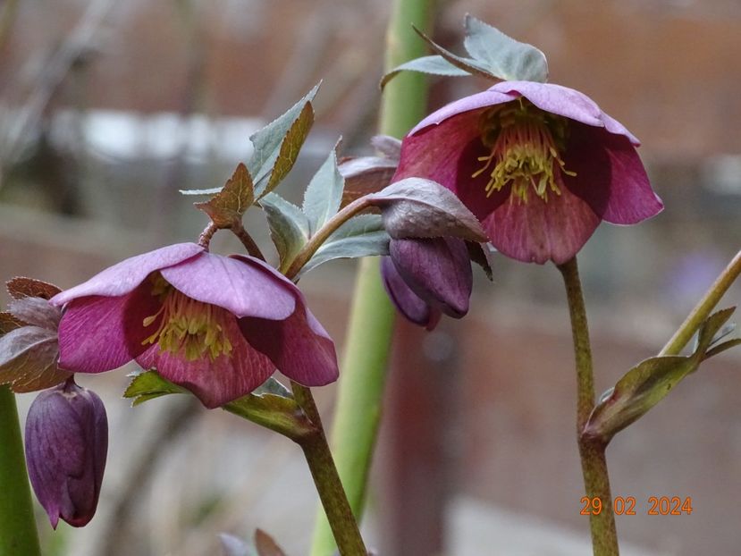 seedling - Helleborus 2024