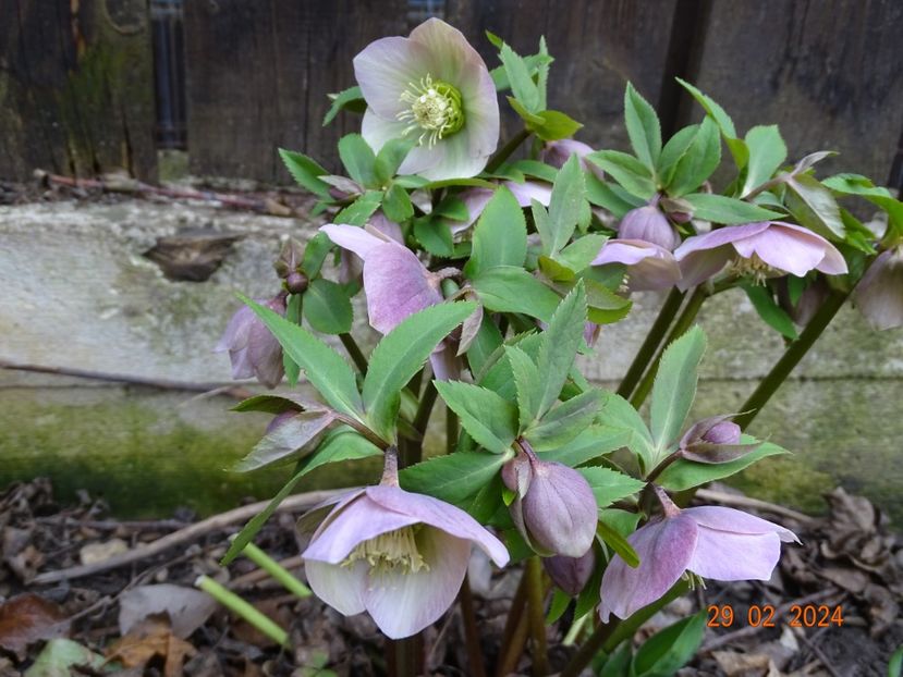 seedling - Helleborus 2024