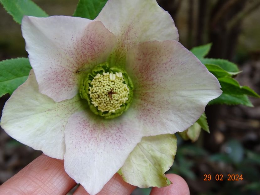 seedling - Helleborus 2024