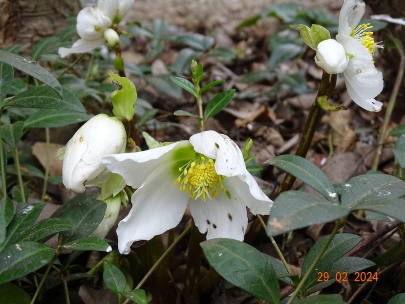 niger - Helleborus 2024