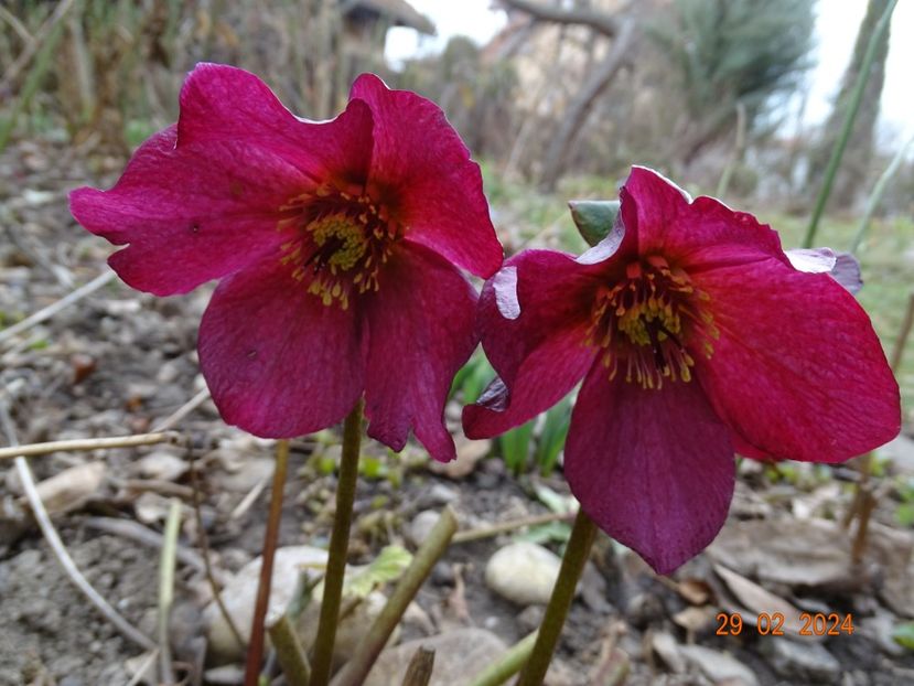 Leona - Helleborus 2024