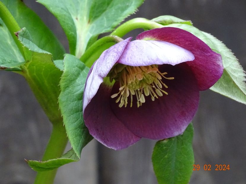 in loc de Anemone Yellow - Helleborus 2024