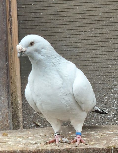  - MATCĂ 2024