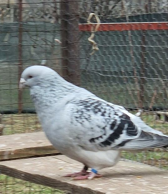  - MATCĂ 2024