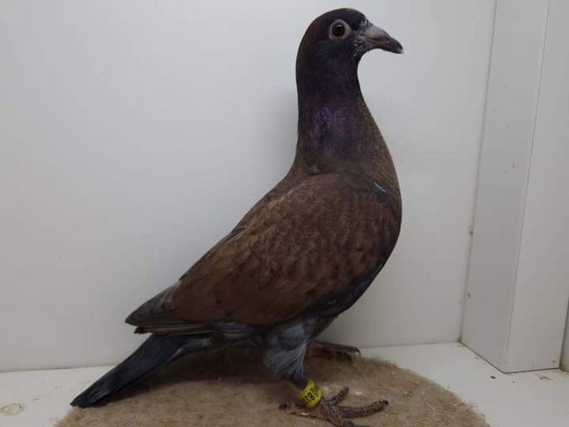  - Nu îmi aparțin 7