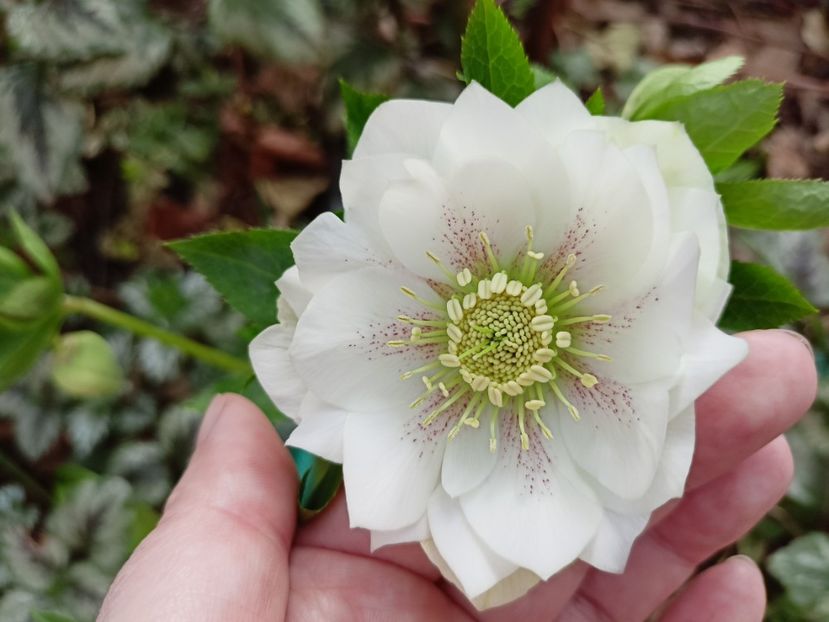 Helleborus "Double Ellen White Spotted" - Grădina 2024