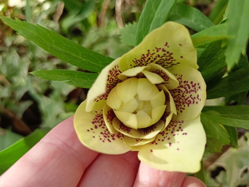 Helleborus "Double Yellow Spotted" - Grădina 2024