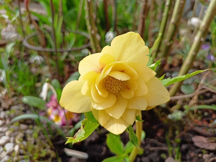 Helleborus "Double Super Yellow" - Grădina 2024