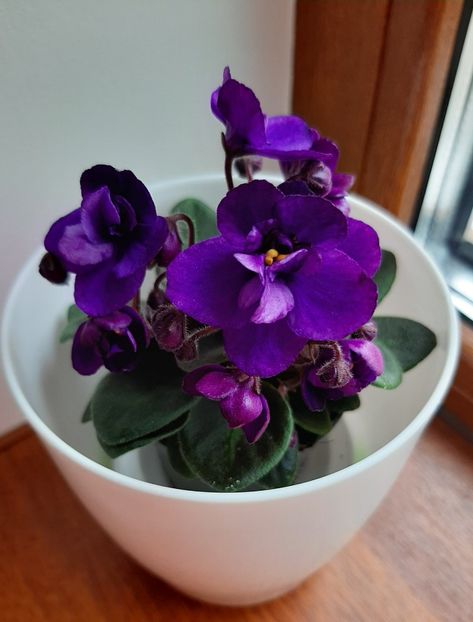  - VIOLETE 2024