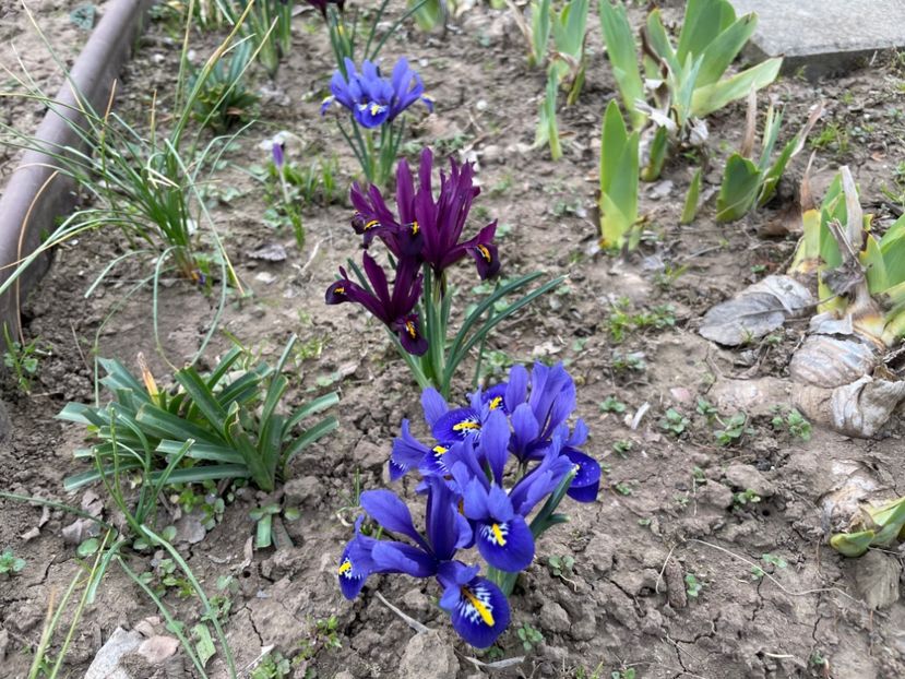  - 002 Grădina 2024 1