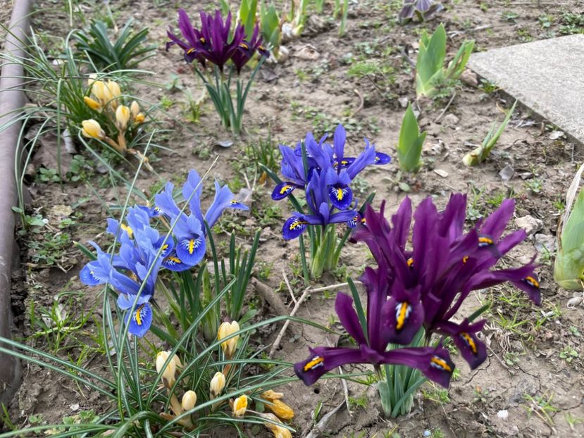  - 002 Grădina 2024 1