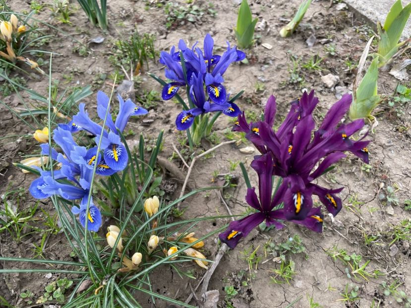  - 002 Grădina 2024 1